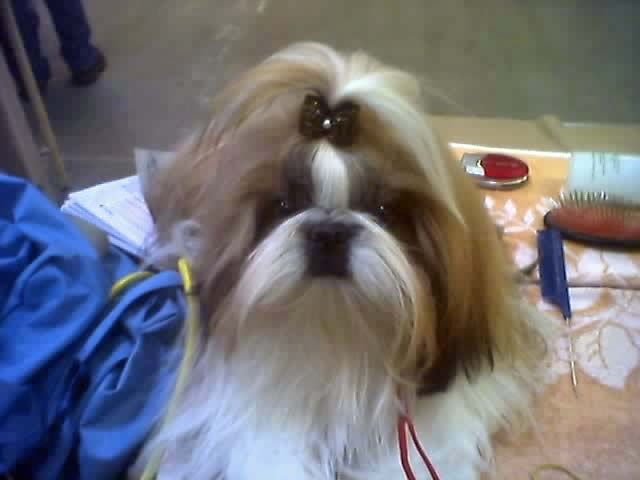 Ukraine du Rivage des Nacres - EXCELLENT 4° TRES PROMETTEUR en jeune femelle