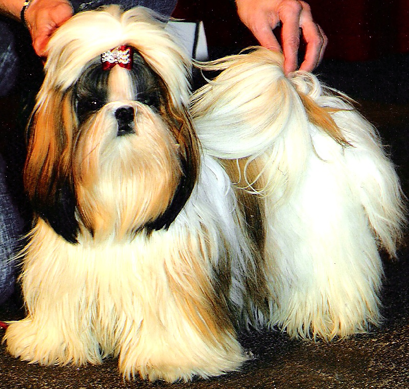 Ukraine du Rivage des Nacres - TRES PROMETTEUR en classe puppy femelle