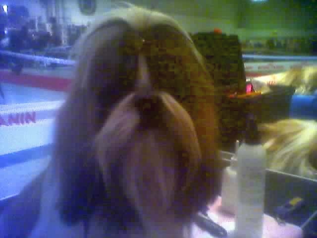 Ukraine du Rivage des Nacres - EXCELLENT 1° MEILLEURE JEUNE FEMELLE