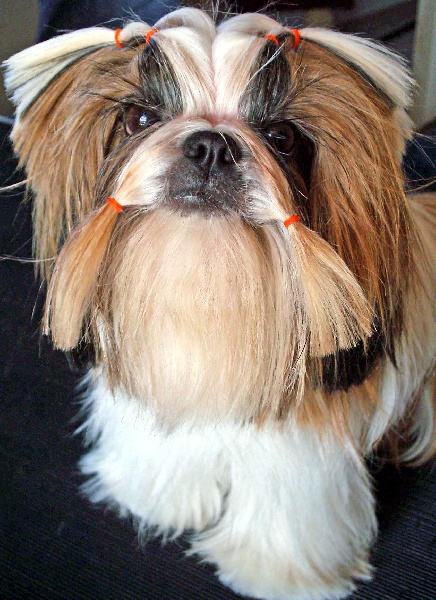 Ukraine du Rivage des Nacres - TRES PROMETTEUR en classe JUNIOR femelle