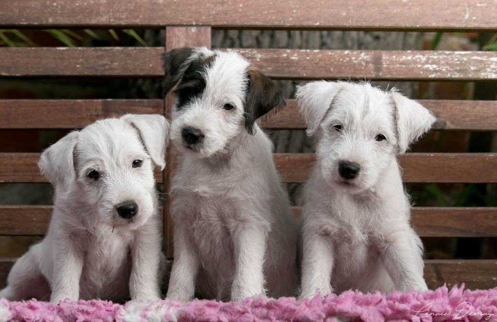 chiot Parson Russell Terrier de l'Anse Royale
