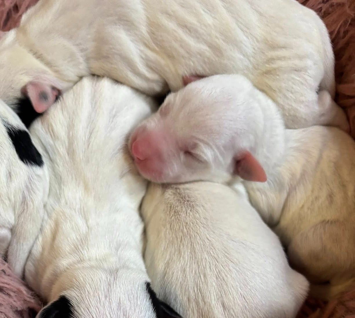 Awen - Parson Russell Terrier