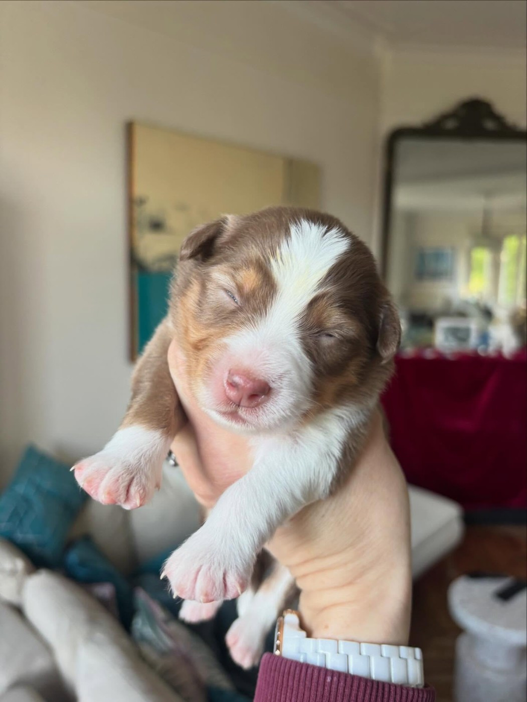 Bonnie de l'Anse Royale