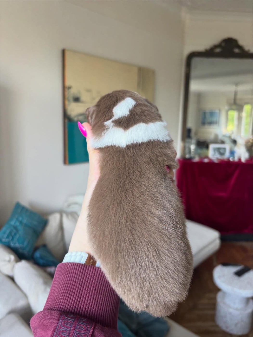 Bonnie de l'Anse Royale