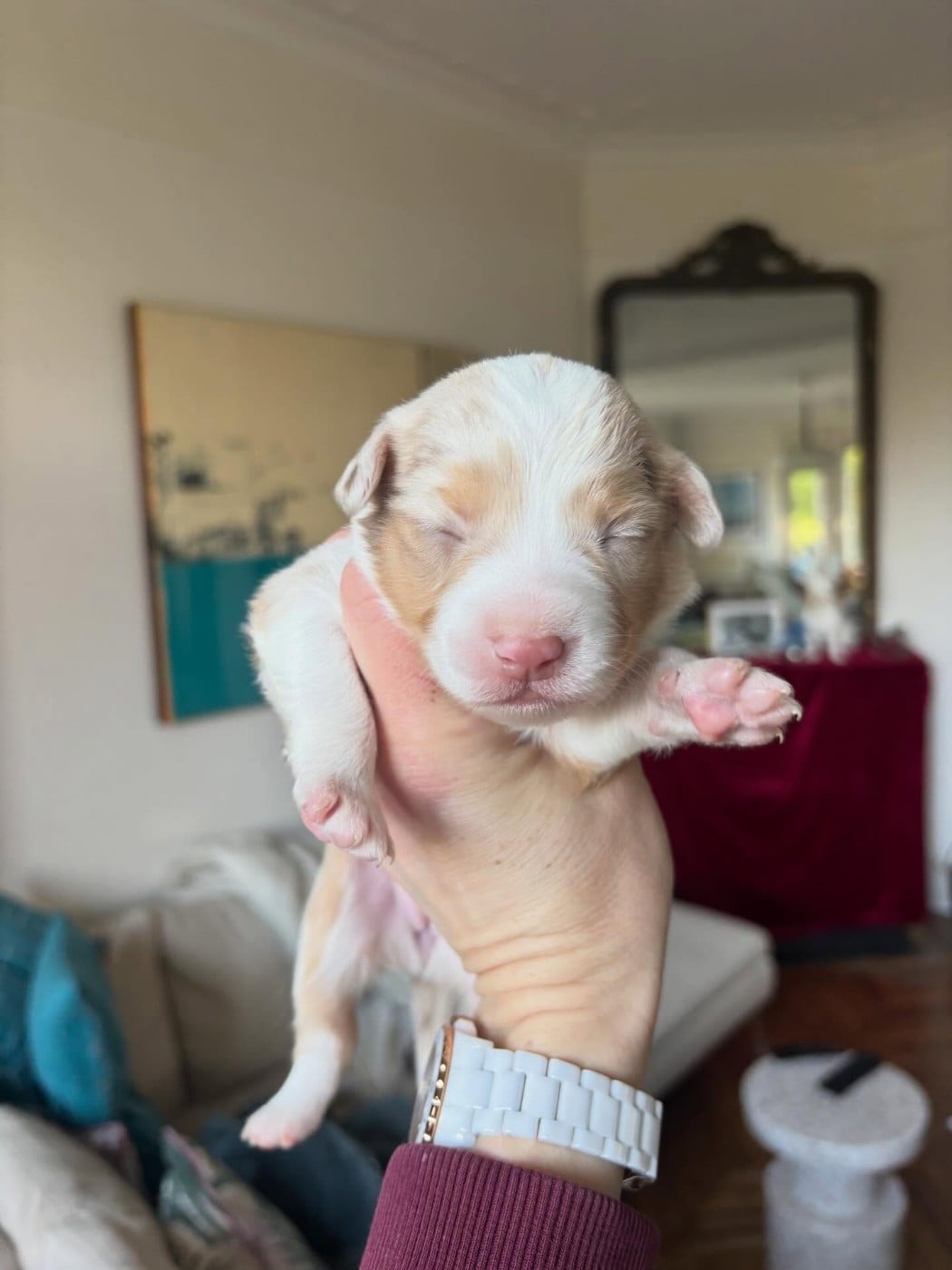 Billie de l Anse Royale