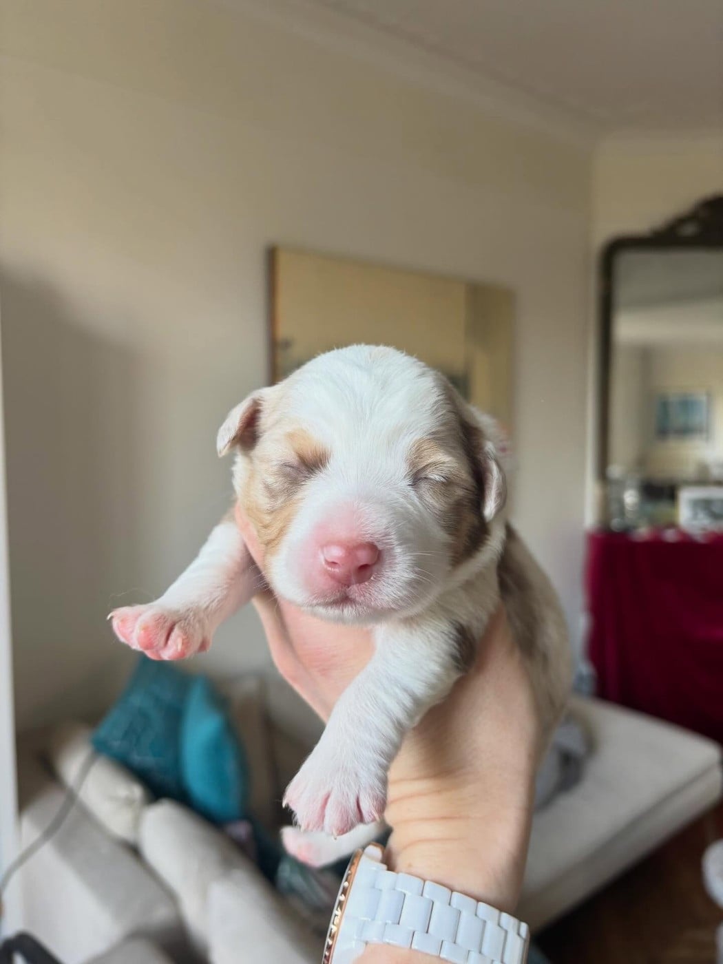 Boogie de l Anse Royale