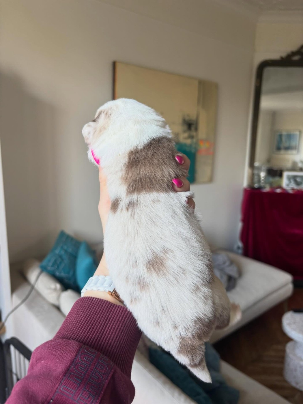 Boogie de l Anse Royale