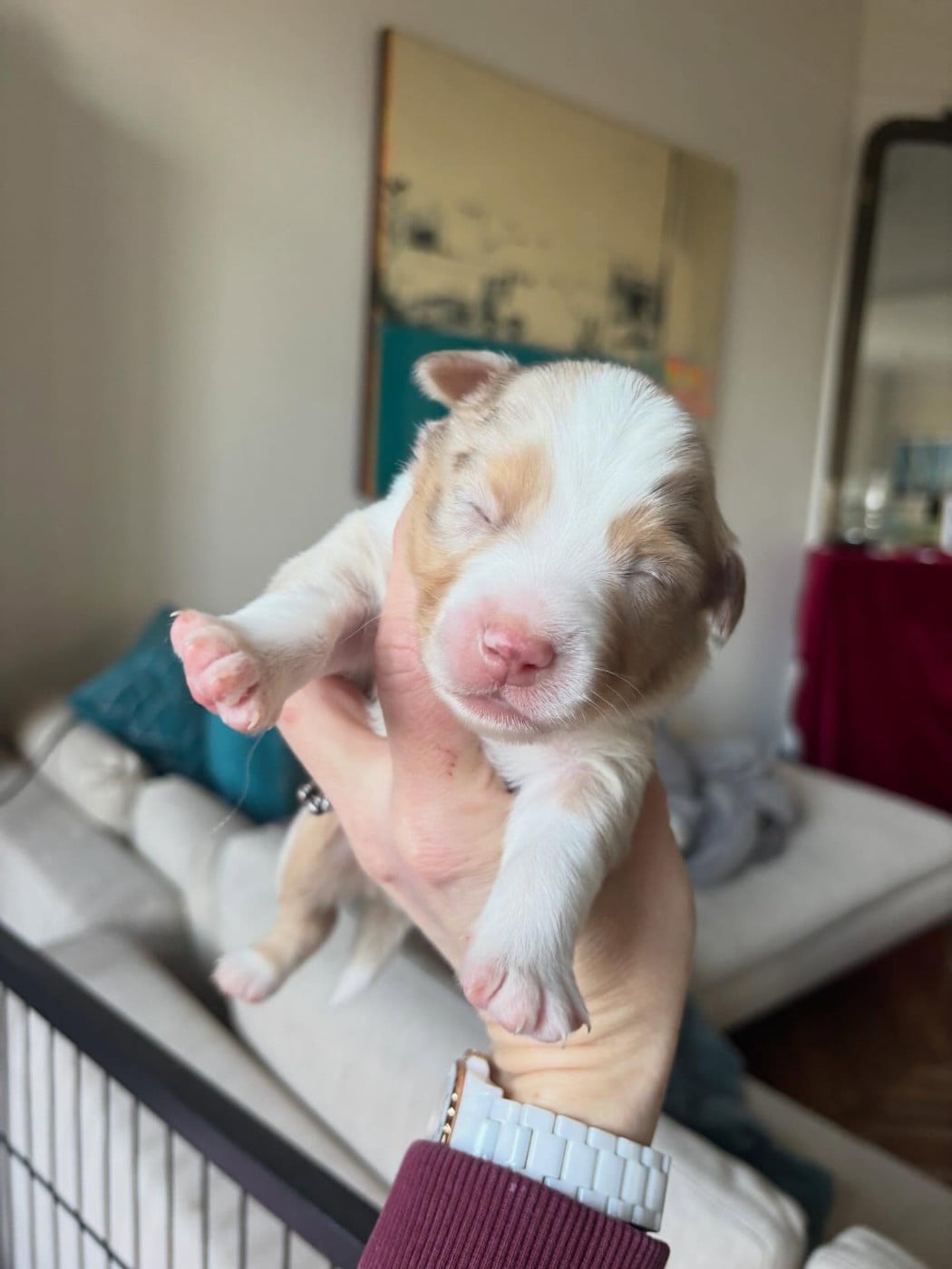 Balto de l Anse Royale