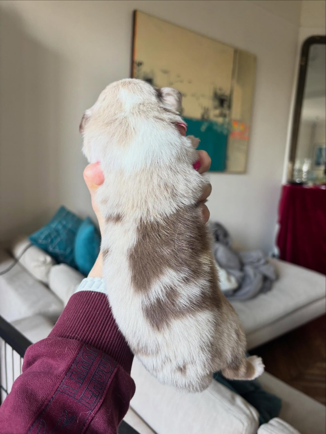 Balto de l Anse Royale