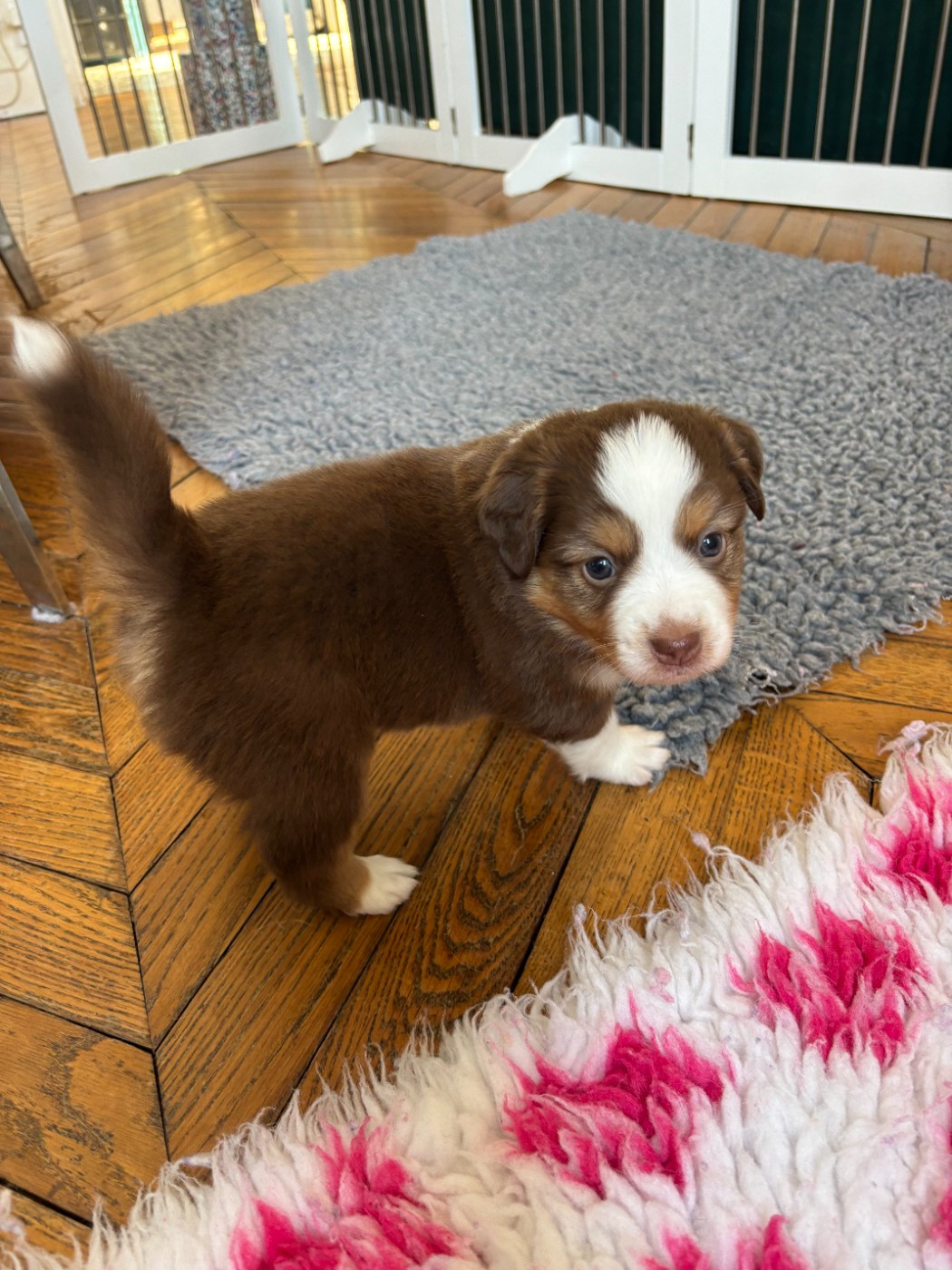 Byron de l Anse Royale - Berger Américain Miniature