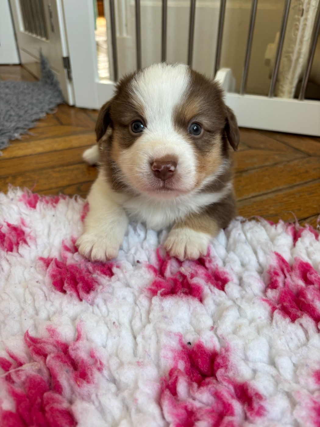 Browny de l Anse Royale - Berger Américain Miniature 