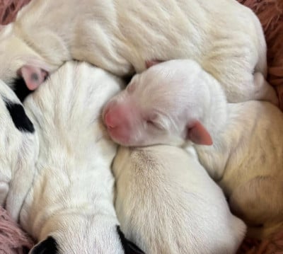Les chiots de Parson Russell Terrier