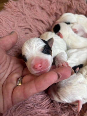 Les chiots de Parson Russell Terrier