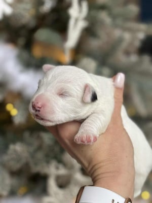 Les chiots de Parson Russell Terrier