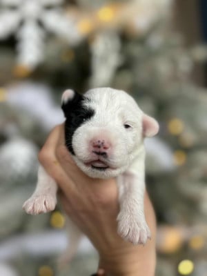 Les chiots de Parson Russell Terrier