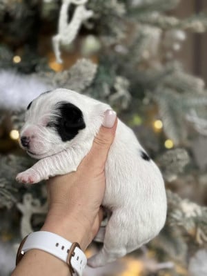 Les chiots de Parson Russell Terrier