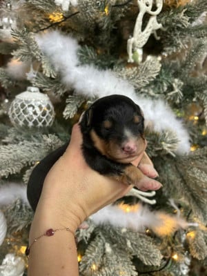 Les chiots de Berger Américain Miniature 