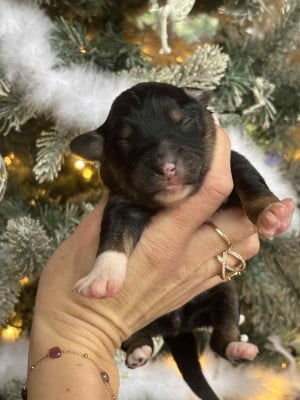 Berger Américain Miniature 