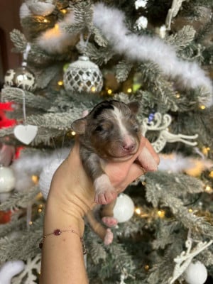 Les chiots de Berger Américain Miniature 