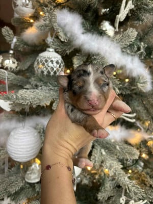 Les chiots de Berger Américain Miniature 