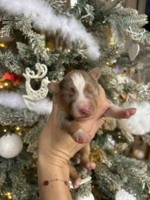 Les chiots de Berger Américain Miniature 