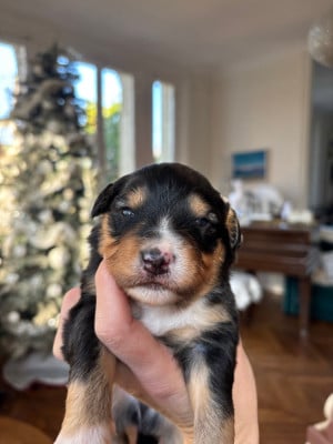 Les chiots de Berger Américain Miniature 