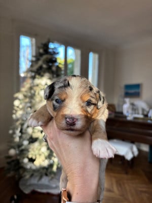 Les chiots de Berger Américain Miniature 