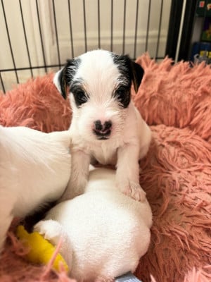 Les chiots de Parson Russell Terrier