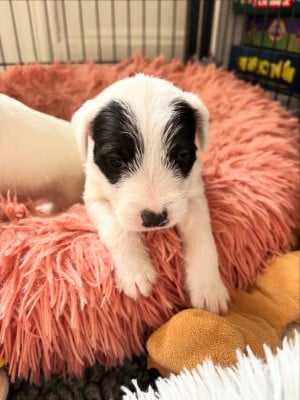 Les chiots de Parson Russell Terrier