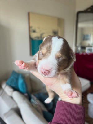 Les chiots de Berger Américain Miniature