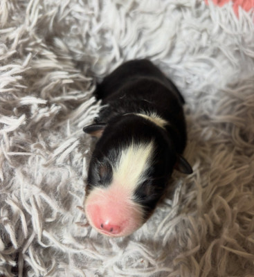 Les chiots de Berger Américain Miniature 