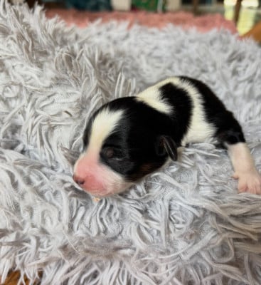 Les chiots de Berger Américain Miniature 