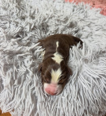 Les chiots de Berger Américain Miniature 