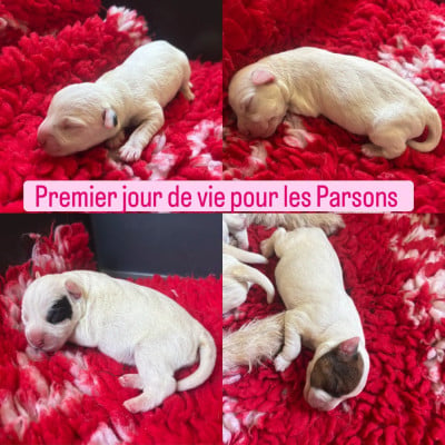 Parson Russell Terrier