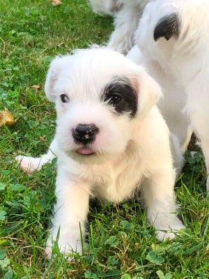 Les chiots de Parson Russell Terrier