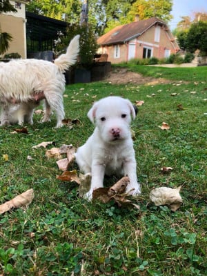 Les chiots de Parson Russell Terrier