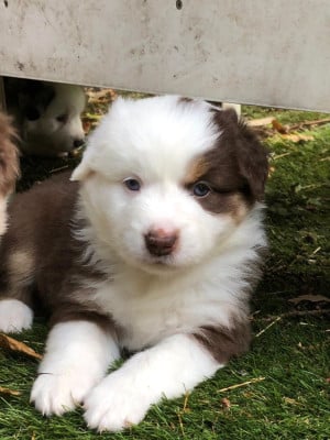 Les chiots de Berger Américain Miniature 