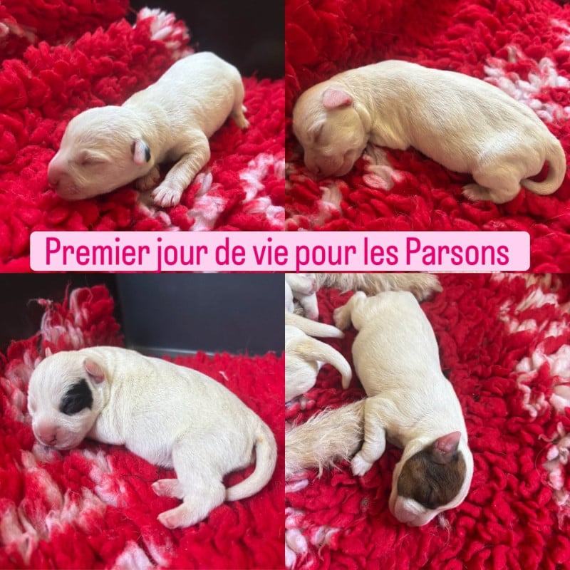 Parson Russell Terrier - de l'Anse Royale