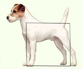 Standard N° 339 du Terrier du Révérend Russel (Parson Russell Terrier)