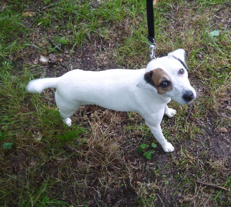 Etoile Des elucines - Très Bon 120 points