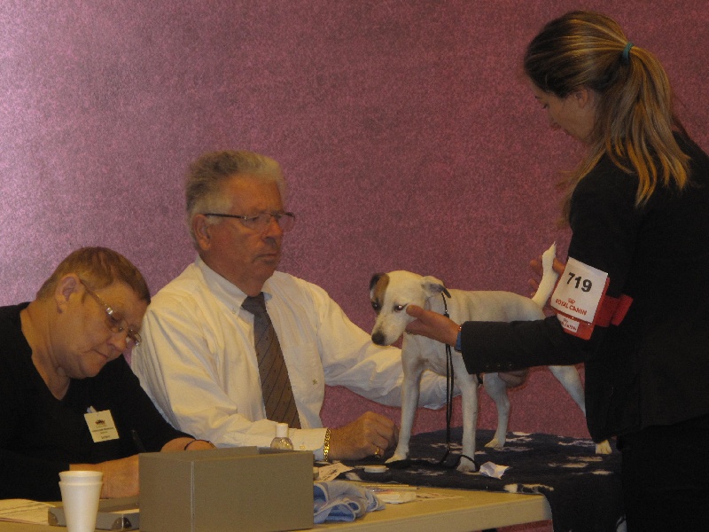 Etoile Des elucines - 1er Excellent classe ouverte CACS