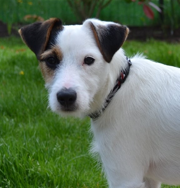 Gaby de l'Anse Royale - Très prometteur classe puppy