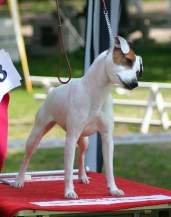 Etoile Des elucines - 1er Excellent classe ouverte