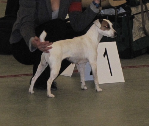 Etoile Des elucines - 1er Excellent classe ouverte RCACS RCACIB