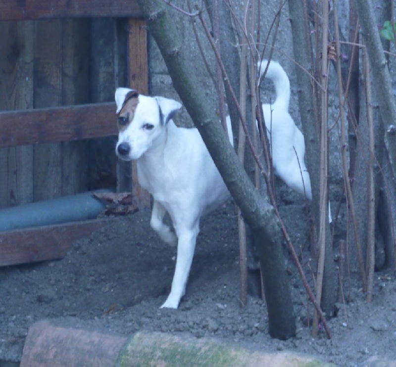 Etoile Des elucines - 95 points Bon