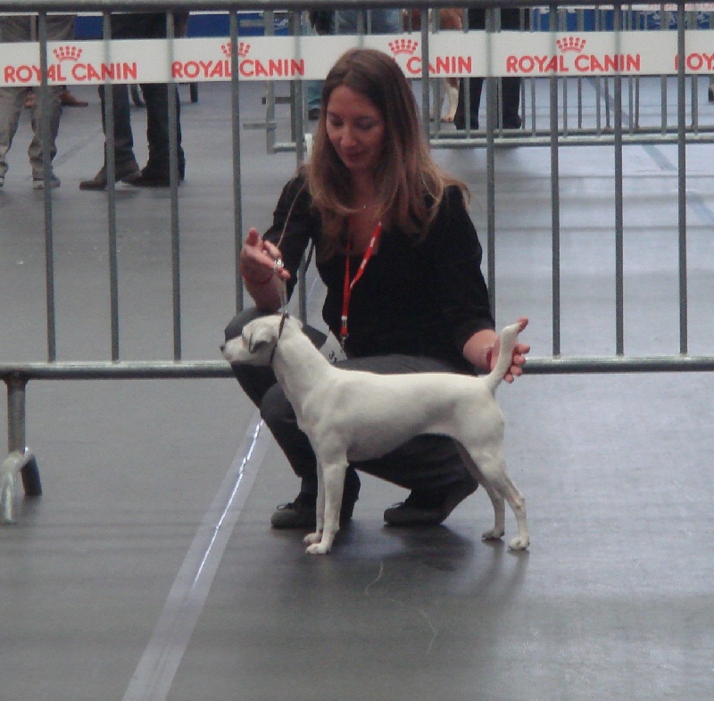 Etoile Des elucines - 1ère Excellent CACS Meilleur de race