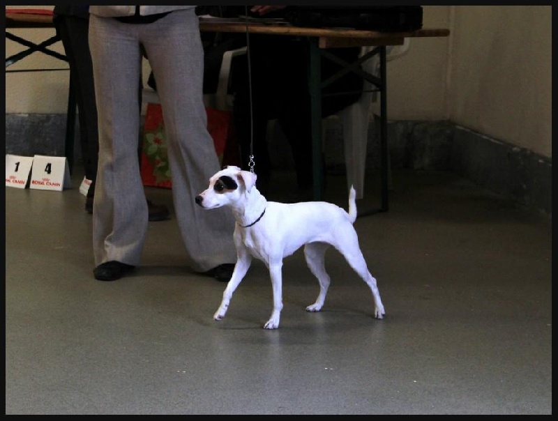 Geena de l'Anse Royale - 1ère Très bon Meilleure Jeune - confirmée