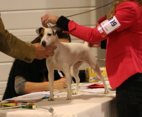 Etoile Des elucines - 1er Excellent classe ouverte CACIB CACS