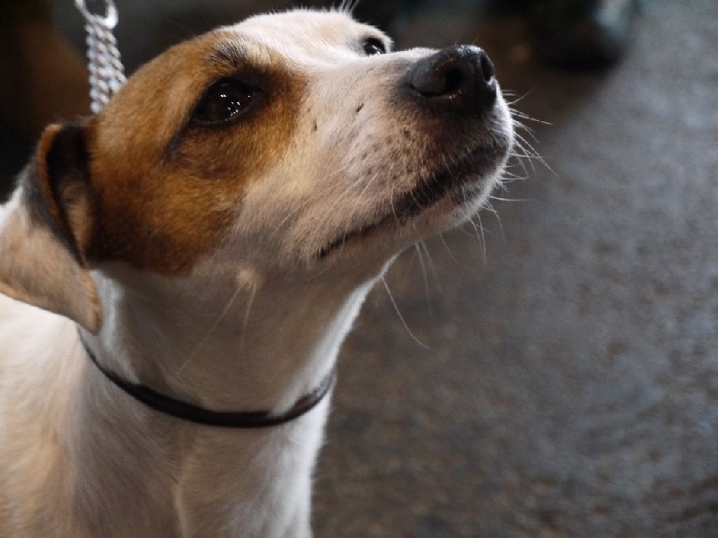 Etoile Des elucines - 1er Excellent CACS CACIB Meilleur de race