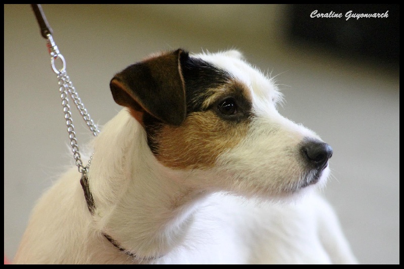 Gaby de l'Anse Royale - 1er Très bon Jeune mâle